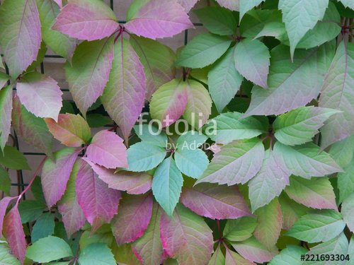 Ivy leaves   (credit Fotolia.jpg