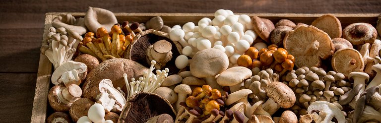 mushroom-varieties-headergraphic-1440x465.jpg