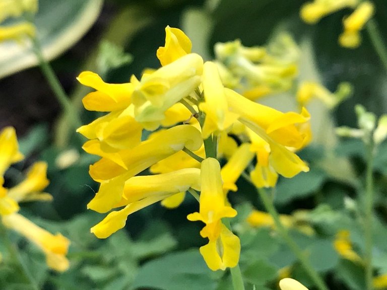 yellowflowerday petals sunscape.jpg