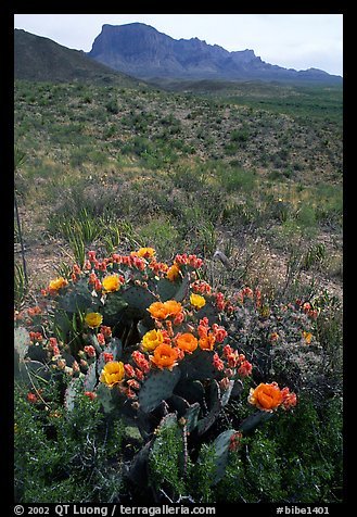 Mullti colourd cactus flowers.jpeg