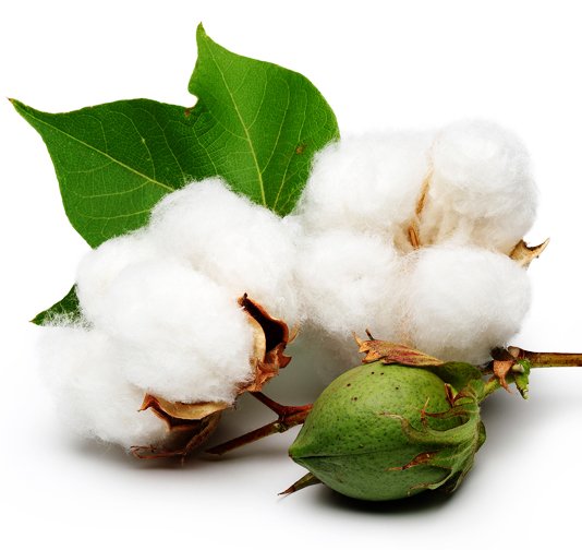 cotton.jpg