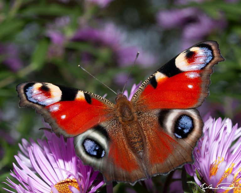 2018-10-Butterfly-European-Peacock-12.jpg