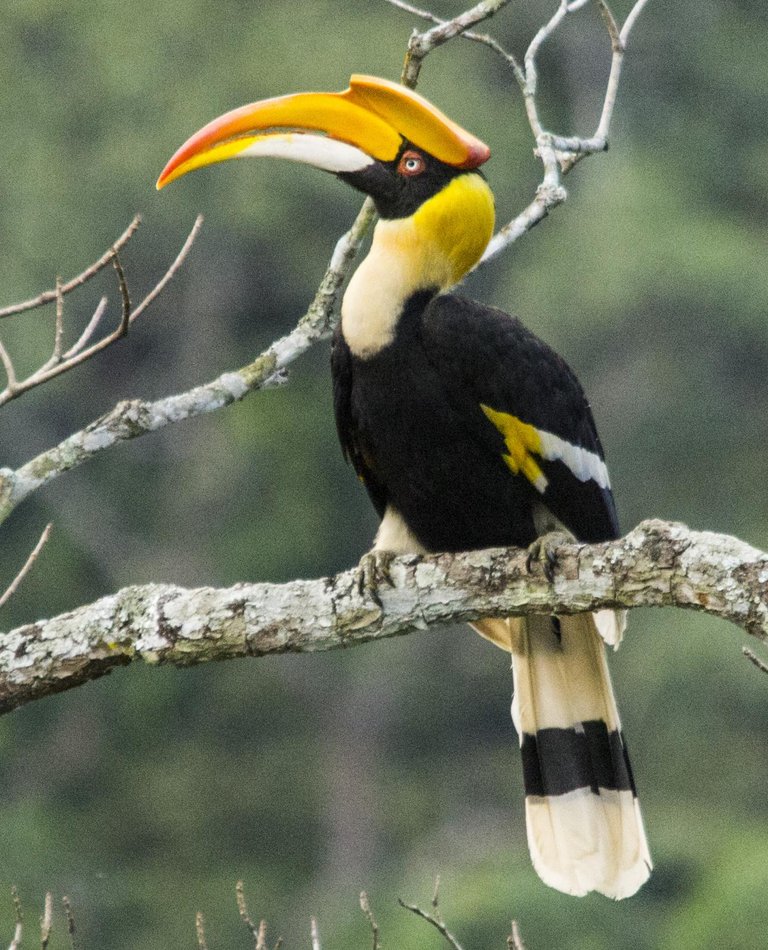 great_hornbill.jpg