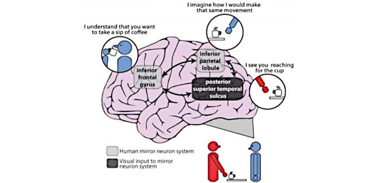 mirror-neuron-system.jpg