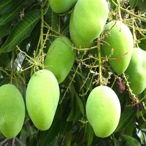 mango-tree-500x500.jpg