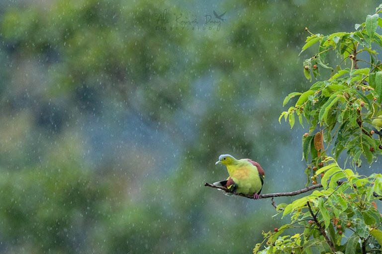 rain and bird.jpg