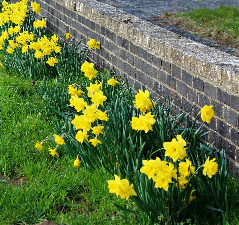 yellow daffodils.jpg