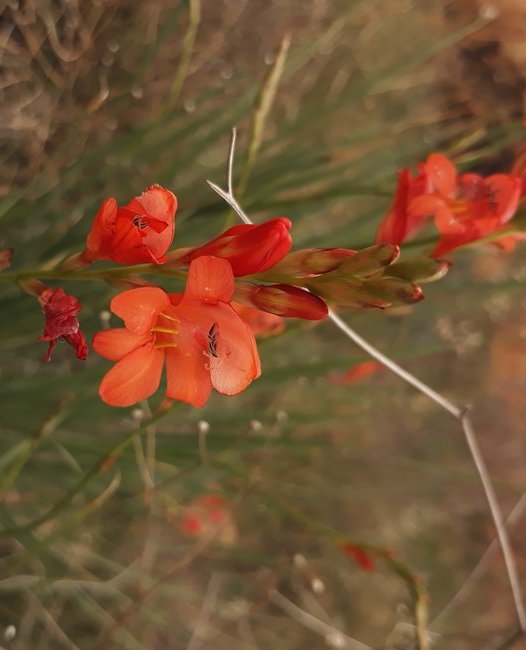 tritonia nelsonii flowers.jpg