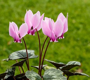 Cyclamen_hederifolium._Locatie,_Tuinreservaat_Jonker_vallei_03.jpg