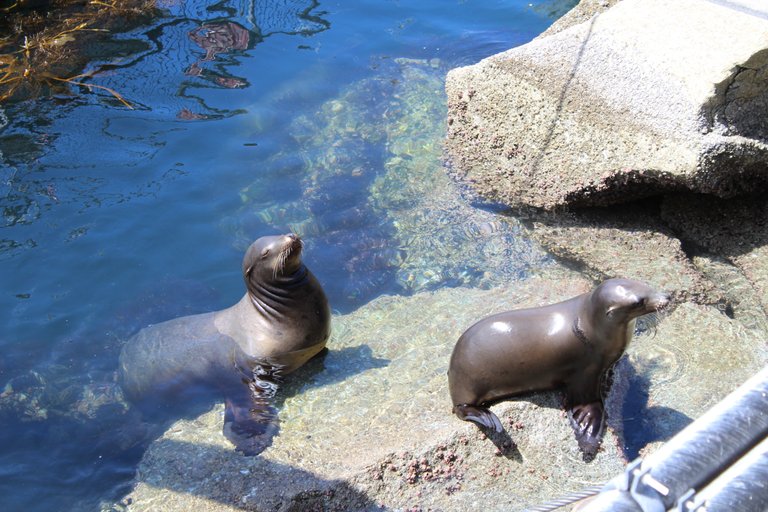 SeaLions3.JPG