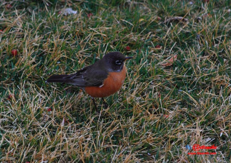 American Robin IMG_0234.JPG