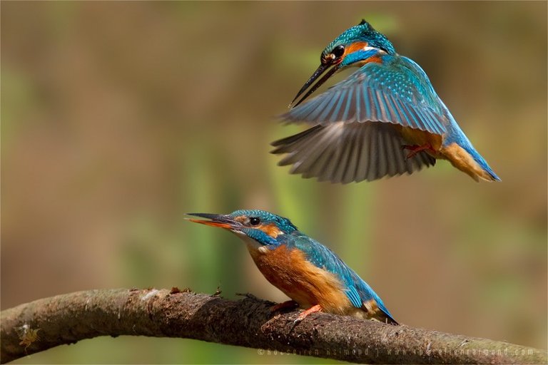 MG_2985_kingfisher_mating.jpg