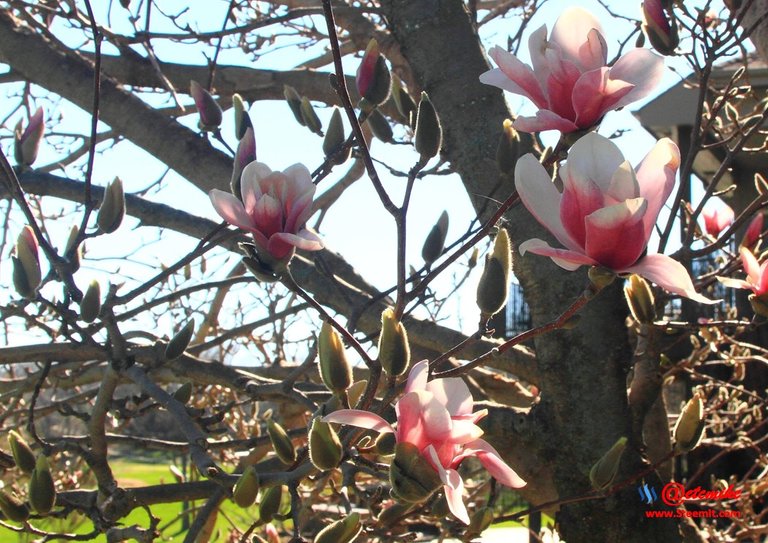 Saucer Magnolia Tree bloom SN_0005.JPG