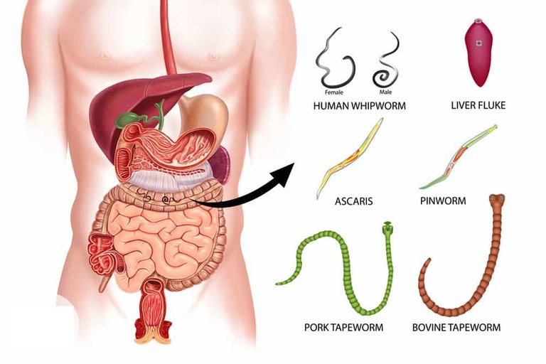 intro-parasites-in-humans.jpg