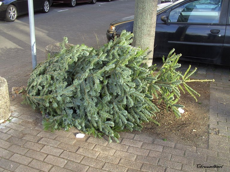 Weihnachtsbaum_01.jpg