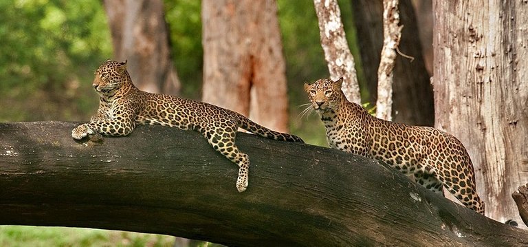 nagarhole-national-park.jpg