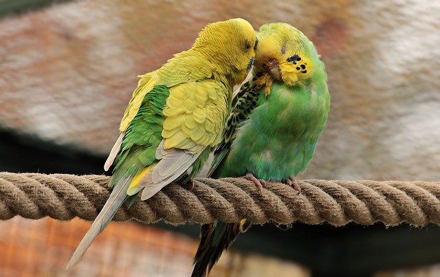 budgerigars-1820700_640.jpg