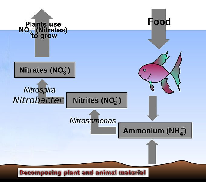 681px-Aquaponics_Nitrogen_Cycle.jpg