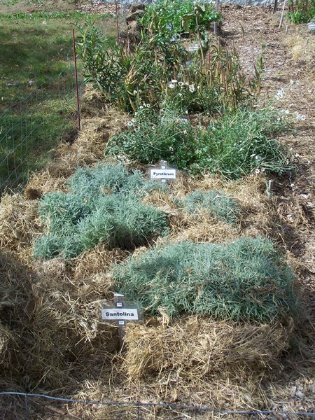 New Herb - Row 1, mulching done, looking west crop October 2019.jpg