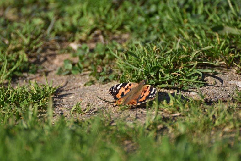 orange butterfly lawn.jpg