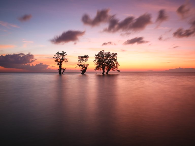 sunrise with trees.jpg