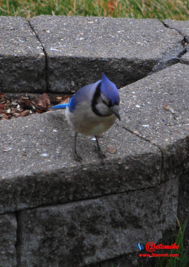 Blue Jay IMG_0248.JPG