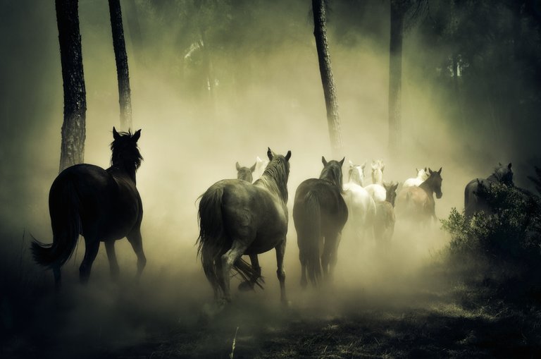 animals-fog-forest-219943.jpg