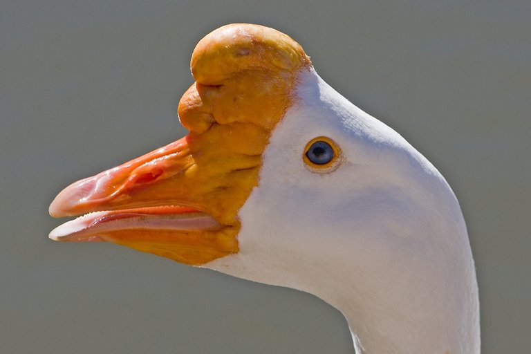 ..Chinese Swan Goose.jpg