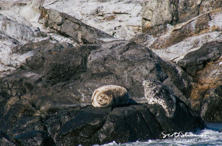 Harbour Seal-1.jpg