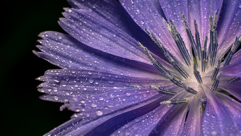 25-07-2018-chicory-03515.jpg