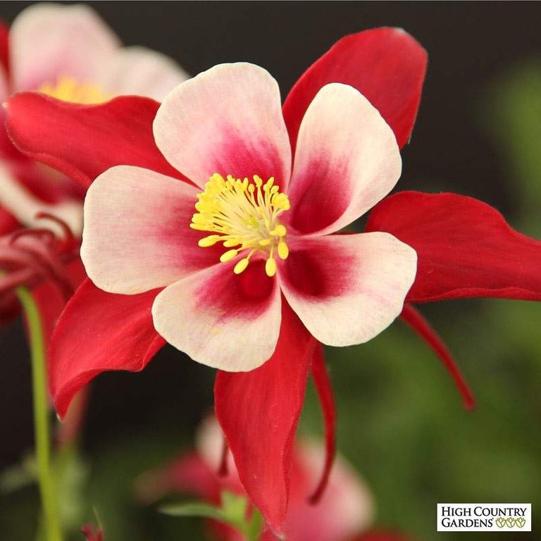 shutterstock_138930809-aquilegia-caerulea-red-hobbit.jpg