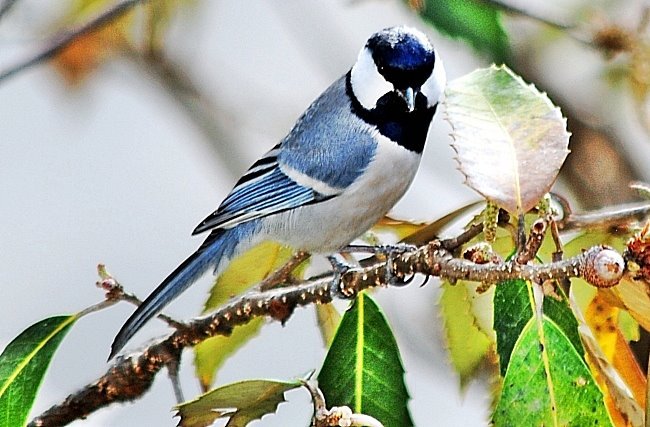 beautiful-bird-captured-in-himalayan-region.jpg