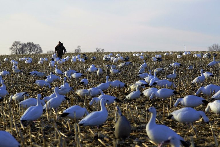 snow geese.jpg