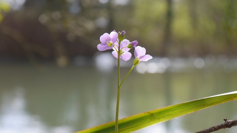 pink flower.jpg