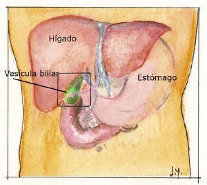 vesicula2.jpg