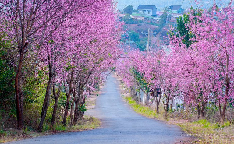 23mai_anh_dao_da_lat.jpg