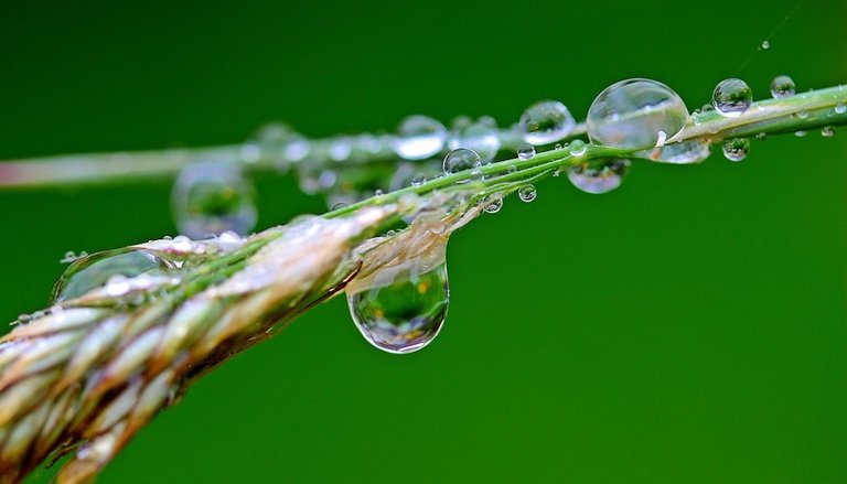 Wet-Raindrop-Drip-Rain-Water-Beaded-Drop-Of-Water-1587994.jpg