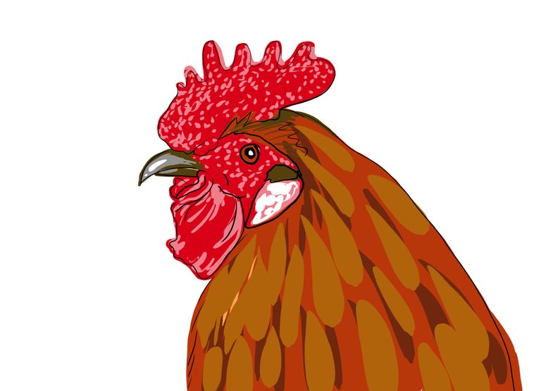 rooster(568).jpg