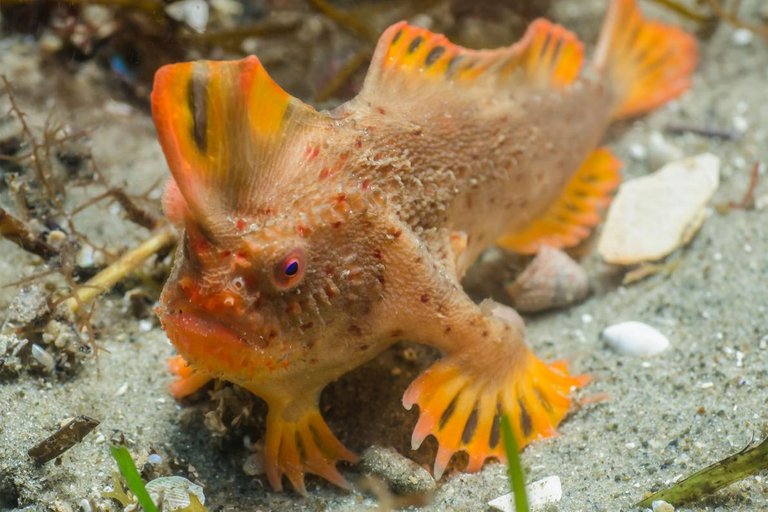 01-red-handfish.adapt_.1190.1.jpg