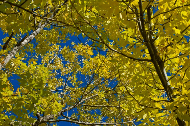 Under the yellow trees and clear blue sky.JPG