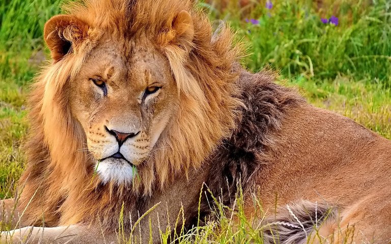 lion-in-flower-field-1920x1200.jpg