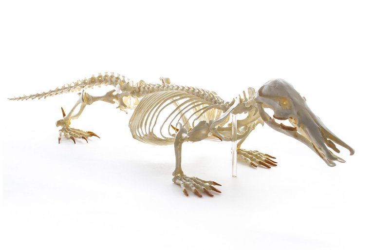 Ornithorhynchus_anatinus_skeleton_-_MUSE.jpg