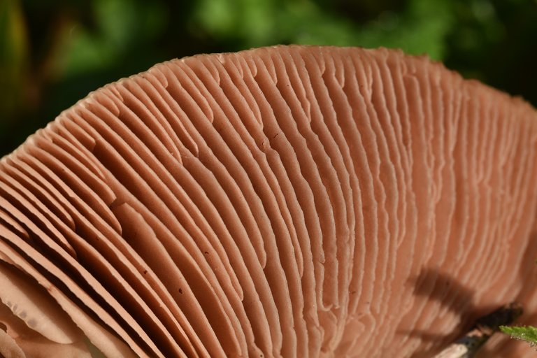 mushroom big gills 1.jpg