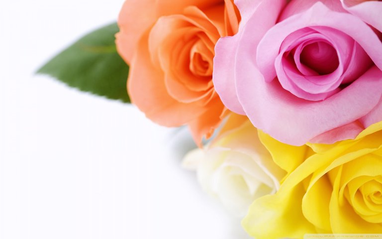 different_colours_roses-wallpaper-1920x1200.jpg