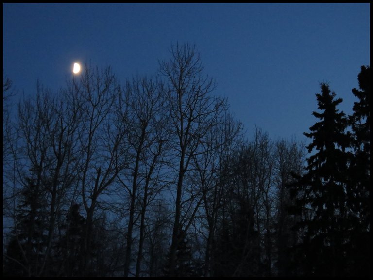 moon rising over silhuette of spruce and poplar.JPG