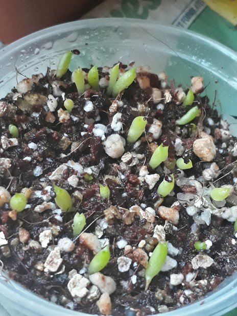 cactus seedlings02.jpg