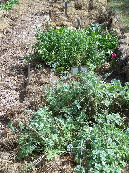 New Herb - Row 1, mulching done, looking east crop October 2019.jpg