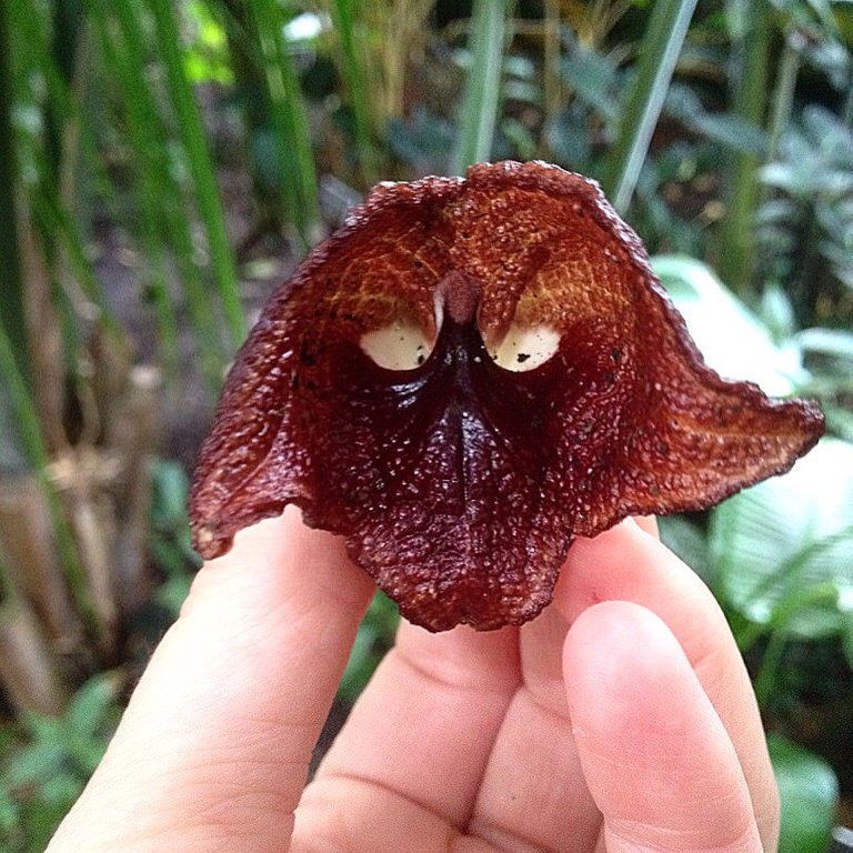 Darth_Vader_flower.jpg