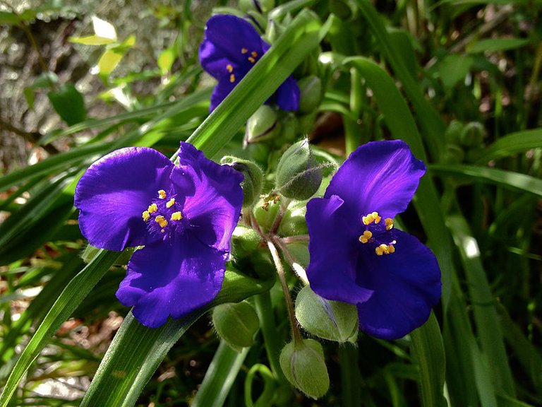 800px-Tradescantia_virginiana_-_Virginia_Spiderwort_2.jpg