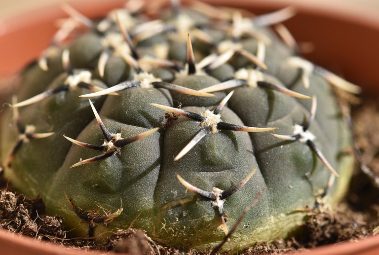 Gymnocalycium new 3.jpg